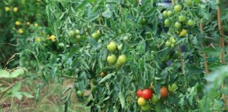 Як правильно пасинкувати помідори