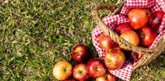 Городники розповіли про дієве добриво для плодових дерев