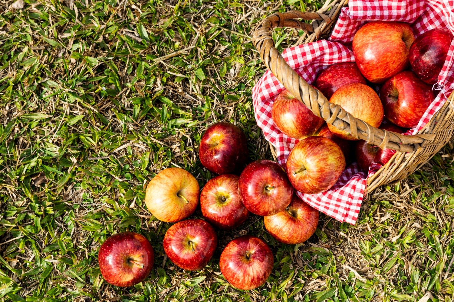 Яблуні з грушами будуть плодоносити до холодів, якщо зробите ці прості дії