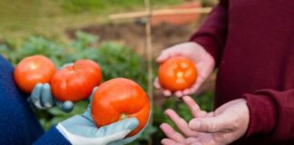 Експерти розповіли, чим обробити томати для профілактики хвороб