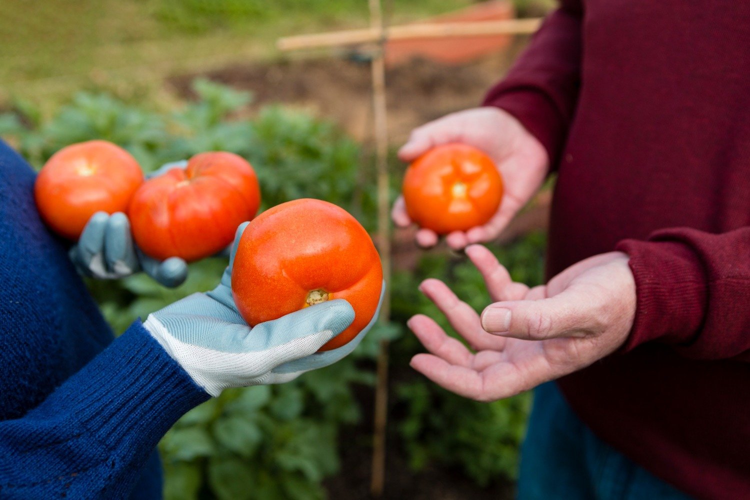 Як збільшити кількість зав'язей томатів: поради городників