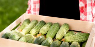 Що робити, аби не сохло листя огірків: поради експертів