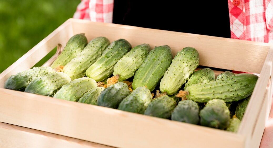 Мої огірочки хоч на виставку відправляй, такі гарні: все завдяки засобу, яким обприскую в червні свої овочі 