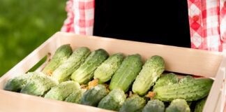 Городники розповіли про ефективне добриво для огірків в в червні