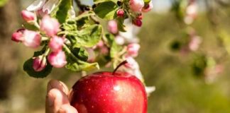 Садівники розповіли, чим восени підживити яблуні