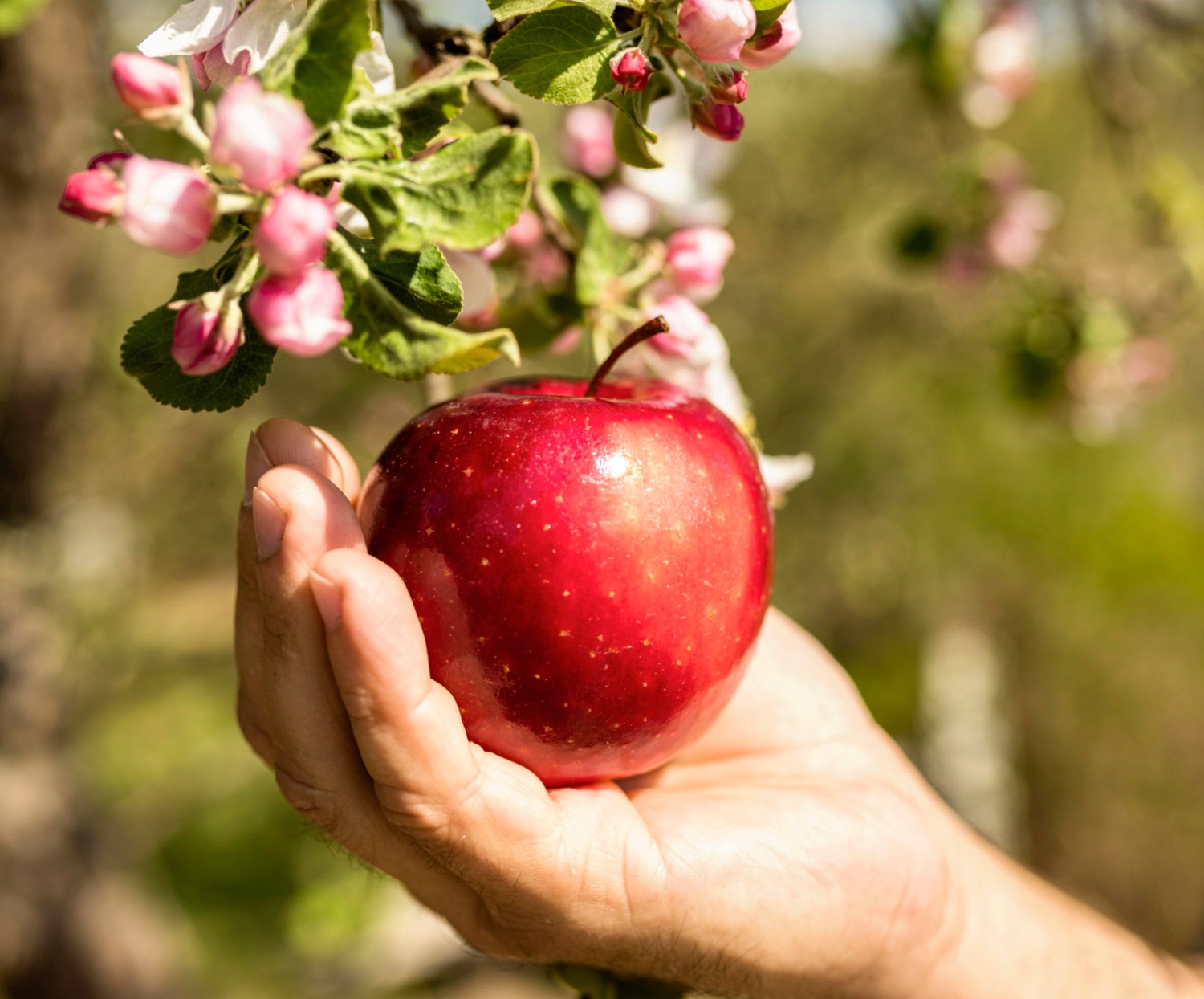Садівники розповіли, як боротися з яблуневою плодожеркою на ділянці