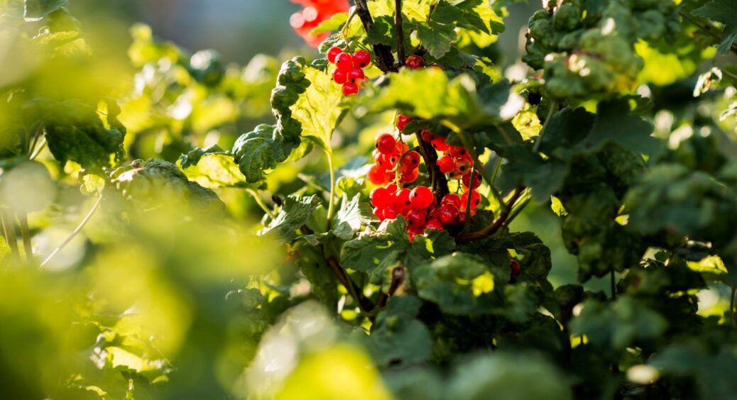 Борошнисту росу бачила лише в старій бабусиній книзі, бо обробляю смородину, аґрус і виноград цим способом 