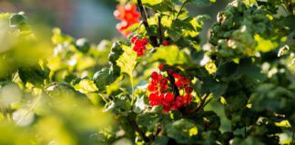 Як вилікувати від борошнистої роси виноград і смородину