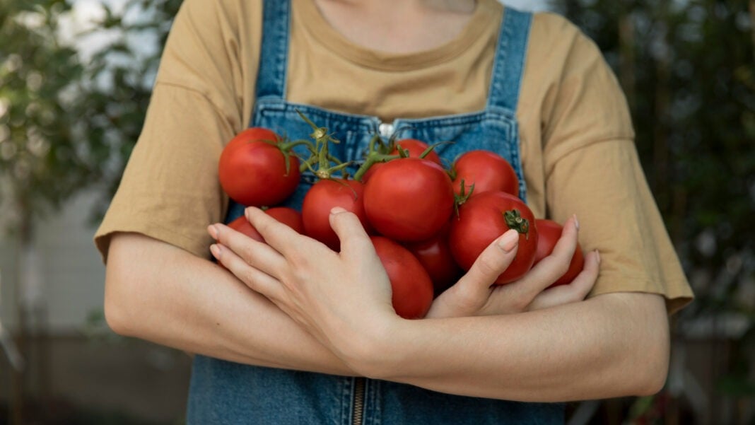 Експерти розповіли, чим підживити томати в липні для врожаю