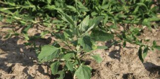 Дачники розповіли, як очистити город від бурʼянів