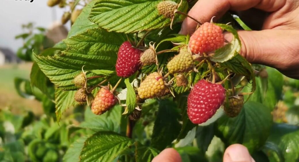 Чому малина не родила влітку: 3 основні причини, чому ваші кущі простояли лисими і не дали ні 1 ягідки 