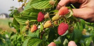 Городники розповіли, чим потрібно восени підживити малину