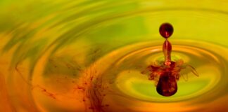 Садівники розповіли, як використати йод в догляді за трояндами