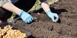 Дачники розповіли, що найкраще посадити на місці цибулі 