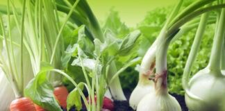 Який сидерат здатен замінити гній