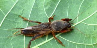  Городники назвали спосіб вивести капустянку з городу