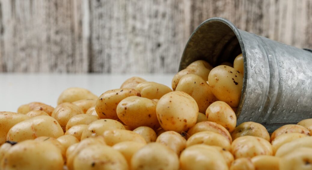 Цей унікальний сорт картоплі варто спробувати посадити на городі: врожай ще ніколи не був таким великим 