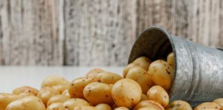 Спеціалісти показали найкращий сорт картоплі та дали поради 