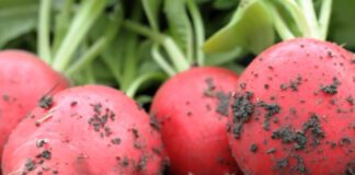 Городники розповіли, чим підживити редиску для врожаю