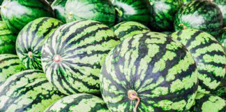 Чим підживити кавуни та дині для щедрого врожаю