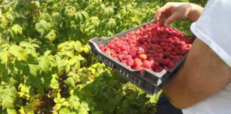 Садівники розповіли, що зробити з малиною восени, щоб отримати врожай 