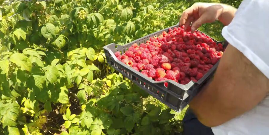 Садівники розповіли, що зробити з малиною восени, щоб отримати врожай