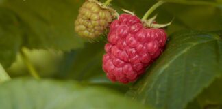 Садівники розповіли, як просто підвищити врожайність малини