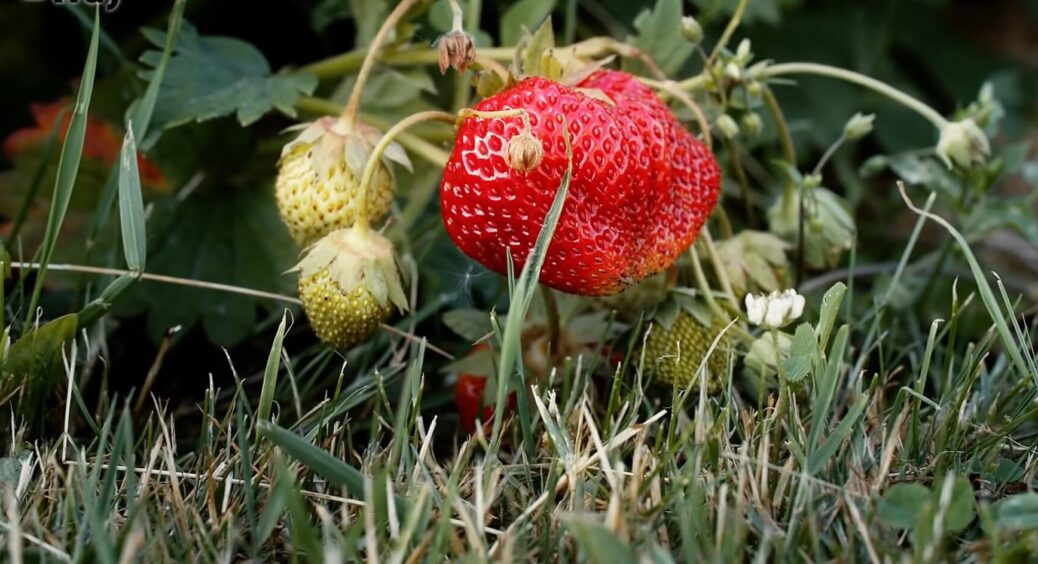 Цю крупу даю не тільки курчатам, але й використовую в якості добрива для полуниці: свекруха навчила лайфхаку 