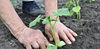 Городники розповіли, як використати бананову шкірку при посадці культур