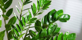 Які рослини найкраще посадити в тіньових місцях квартири