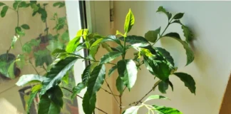 Як правильно доглядати за кавовим деревом: поради від садівників 