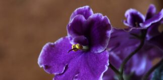 Секрети догляду за фіалками в домашніх умовах 