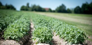 Городники назвали важливу хитрість, яку треба зробити перед посадкою картоплі