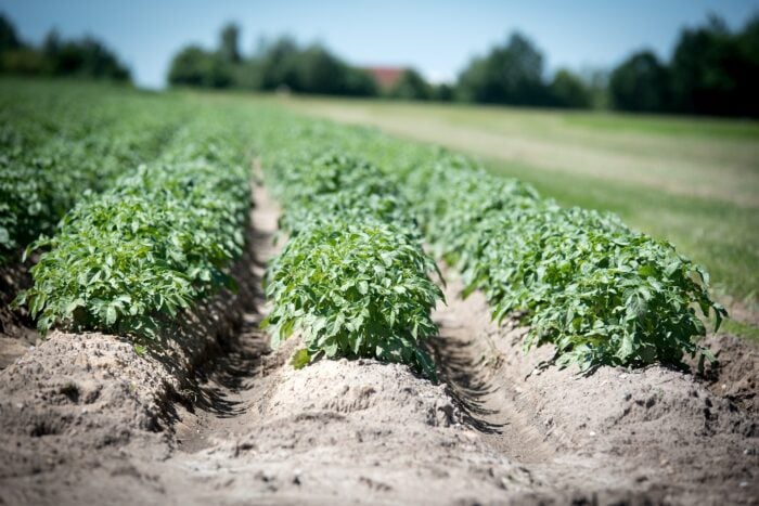 Експерти розповіли про основні секрети, як виростити картоплю на городі солодкою