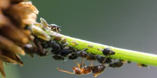 Як захистити смородину від попелиці