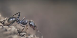 Як позбутись від мурах на городі