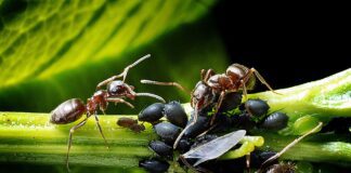 Як правильно боротись із попелицею