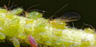 Які рослини приваблюють шкідників