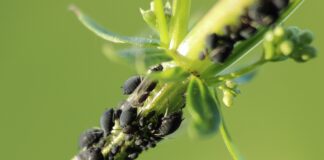 Городники розповіли, як восени позбутися шкідників на городі