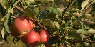 Городники розповіли, чим восени підживити молоді яблуні