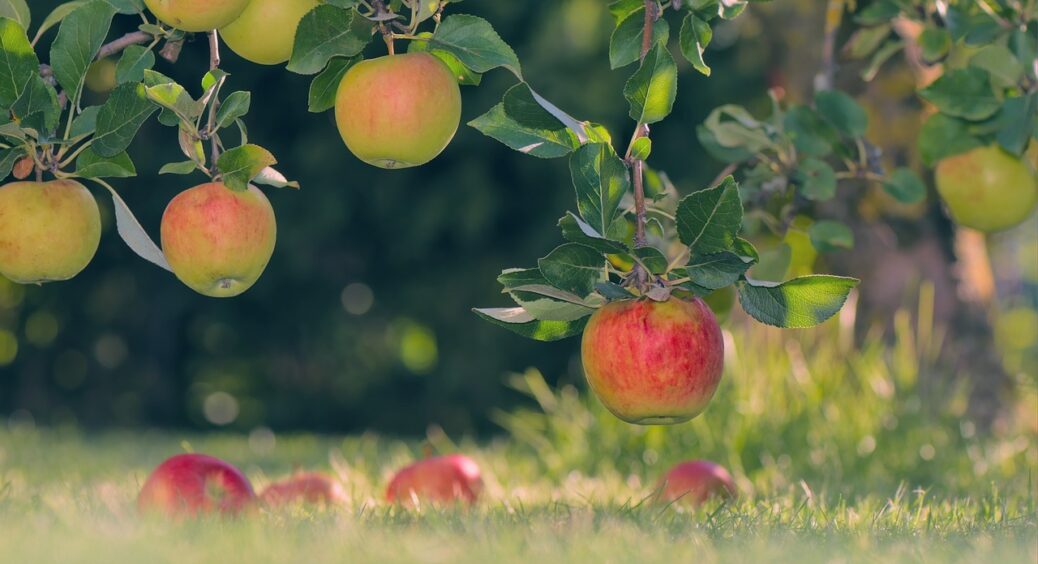 Сусідка заздрить, бо у мене жодного червивого яблука: обробляю цим трав’яним настоєм і плодожерки як не було 