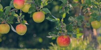Що робити, якщо яблука в саду поопадали