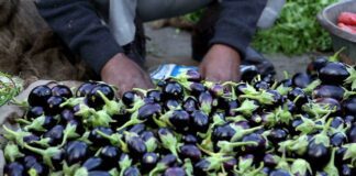 Експерти розповіли, як зробити ефективне добриво для баклажанів