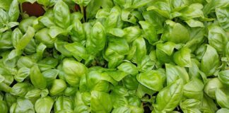 Як виростити ароматний базилік на городі 