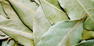 Експерти розповіли, навіщо класти в унітаз лавровий лист