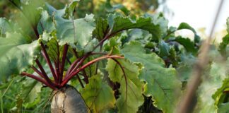 Як правильно посіяти буряк