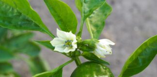 Городники розкрили рецепт добрива для підвищення плодоношення перцю