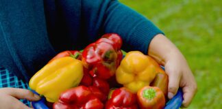 Садівники розповіли про найкращі добрива для перцю 