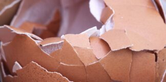 Як приготувати підживку для рослин з яєчної шкаралупи