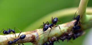 Як позбутися ґрунтових мурах на городі